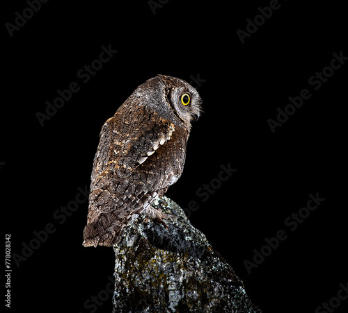 scops owl perched on a rock at night