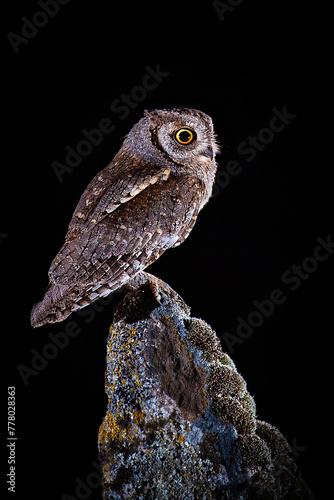 scops owl perched on a rock at night