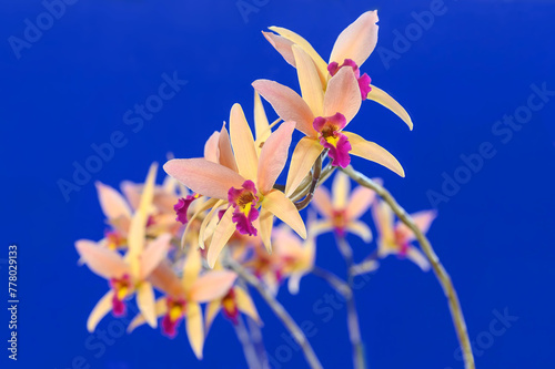 Laeliocattleya Santa Barbara Sunset 'Showtime' HCC/AOS, a hybrid orchid created from two species, Laelia anceps x Cattleya cinnabarina