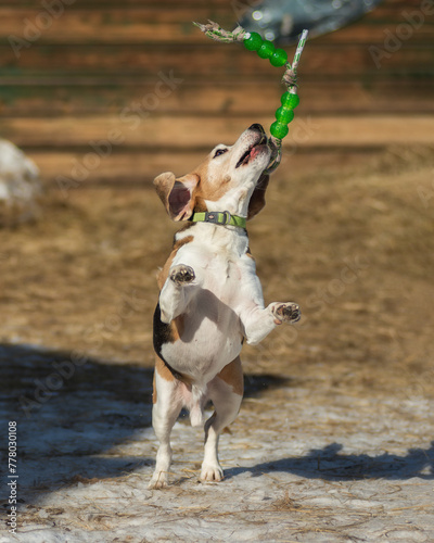 The beagle is playing