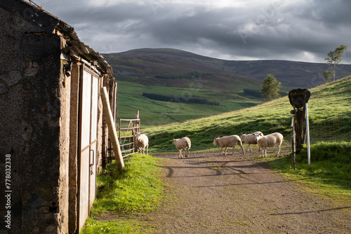 Scotlant, Balintore, sheep go to the pasture