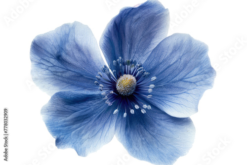 blue flower isolated on white or transparent