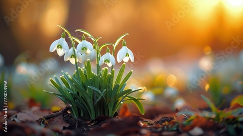 Group of White Flowers on Snow-covered Ground