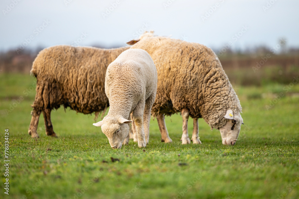 Sheep standing and grazing on farmland.