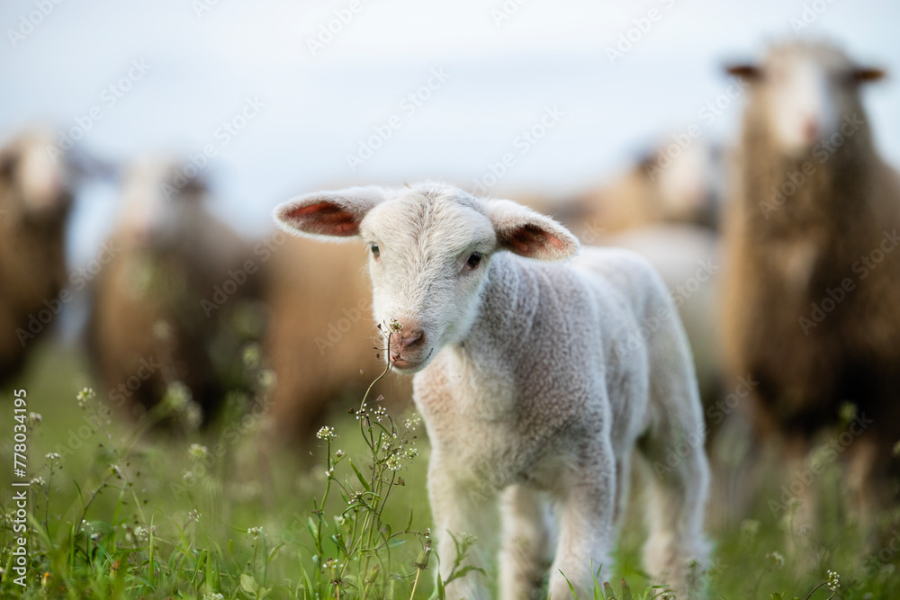 Obraz premium Close up view of lamb standing at the farm.