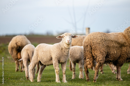 Fototapeta Naklejka Na Ścianę i Meble -  Group of younger and older sheep standing and eating at the farm.