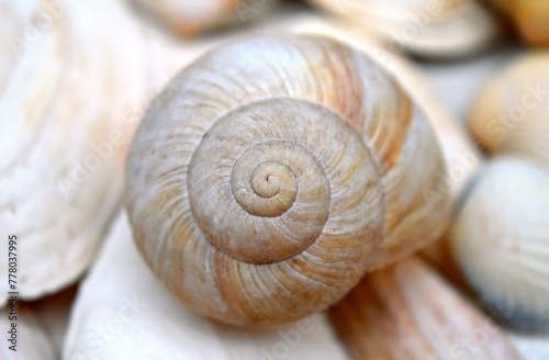 snail shells on the sand