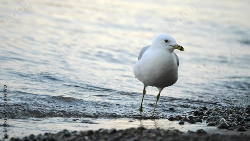 Seagull standing on shore