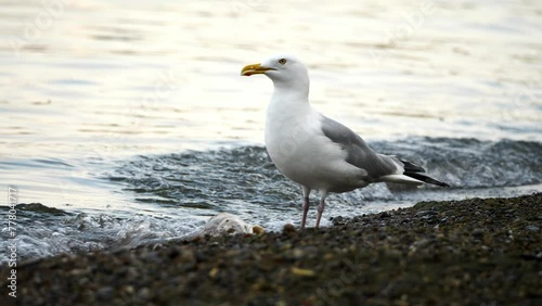 seagull eating fish