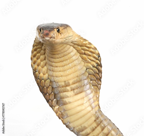 Cobra Head Close Up