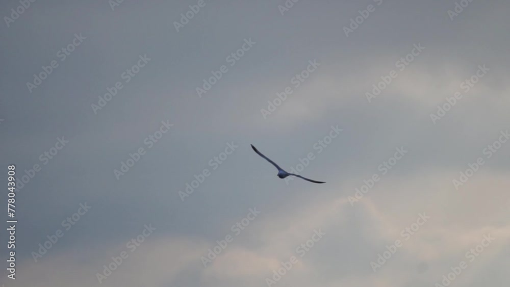 seagull is flying in the sky above a cloudy blue sky. The bird is flying low to the ground, and it is the only object in the image. seagull is flying in the sky above a cloudy blue sky. The bird is flying low to the ground, and it is the only object in the image.