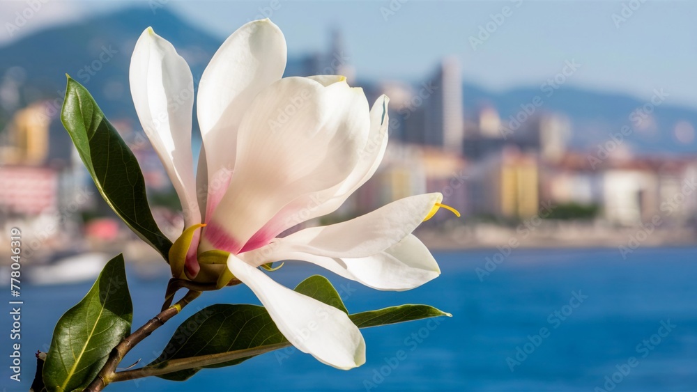 Fototapeta premium pink magnolia flowers