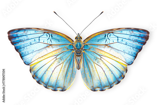 Beautiful Blue Morpho butterfly isolated on a white background with clipping path © boule1301