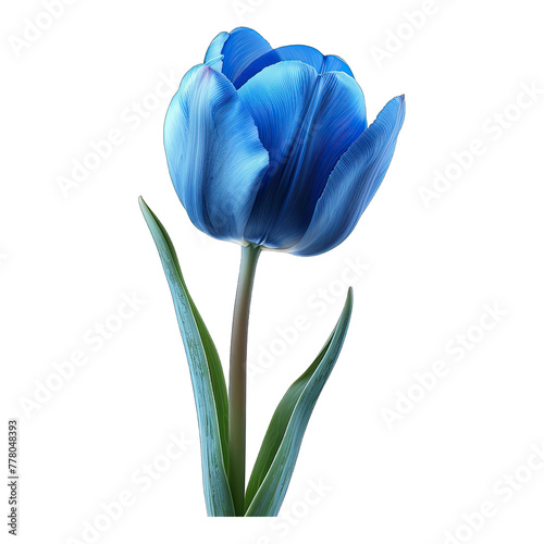 Blue tulip flower isolated on white background #778048393