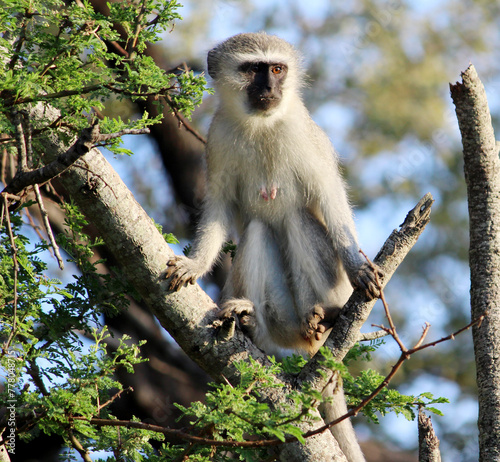 Female Vervet monkey (Chlorocebus pygerythrus) on a tree : (pix Sanjiv Shukla) photo