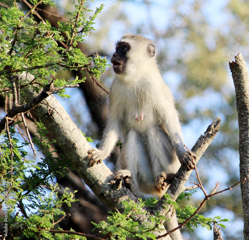 Female Vervet monkey (Chlorocebus pygerythrus) on a tree : (pix Sanjiv Shukla) photo