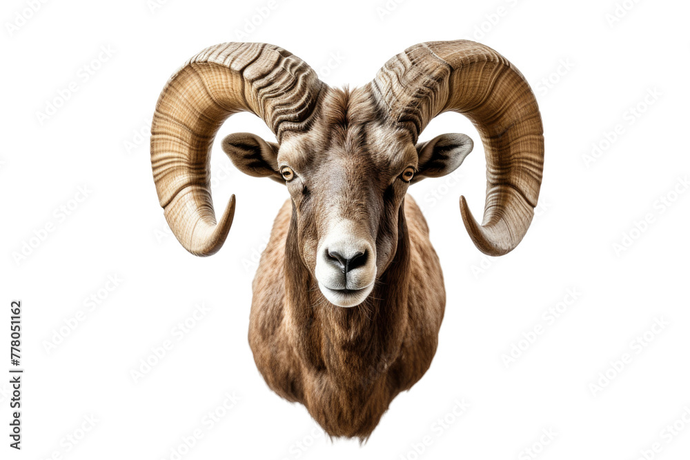 Majestic Rams Head With Magnificent Horns. White or PNG Transparent Background.