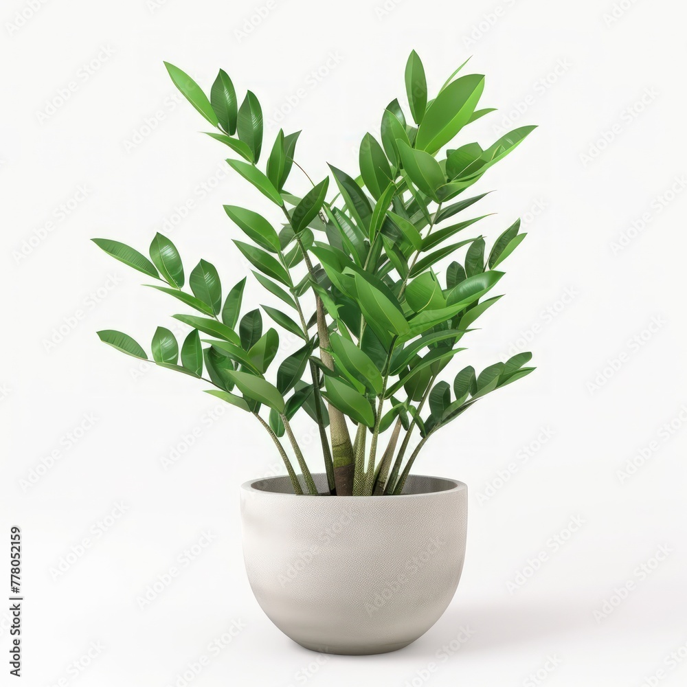 Fototapeta premium 3D realistic zamioculcas plant in pot isolated on white background