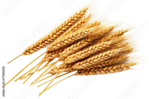 Swirling Wheat Symphony. White or PNG Transparent Background.