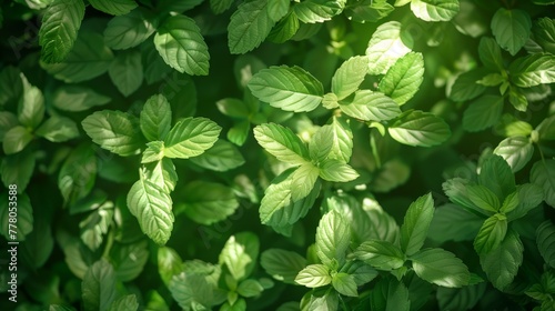 green leaves background with sunlight.