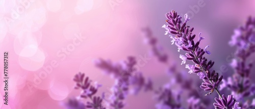 Ultrawide Simple Lavender Background In Purple Theme