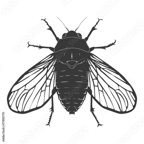 Silhouette cicada Insect animal black color only