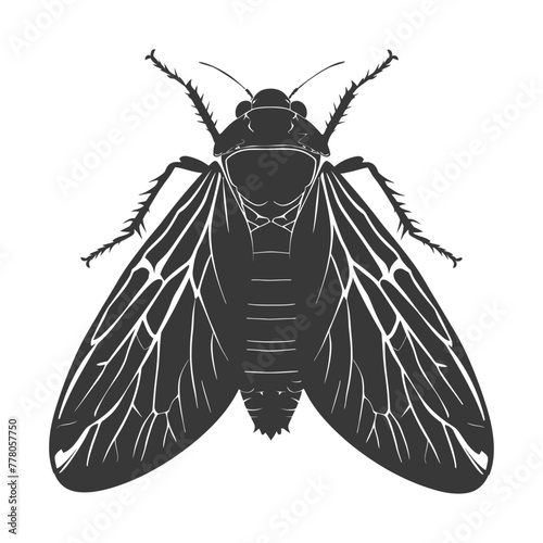 Silhouette cicada Insect animal black color only photo