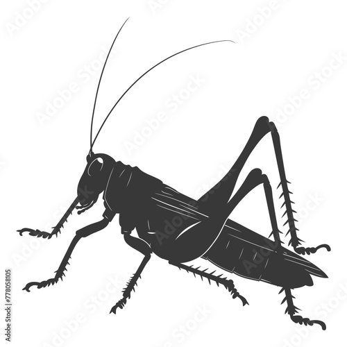 Silhouette Cricket Insect animal black color only