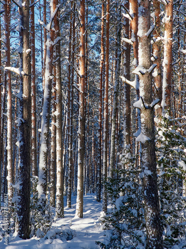 Pine forest after snowfall on a sunny day