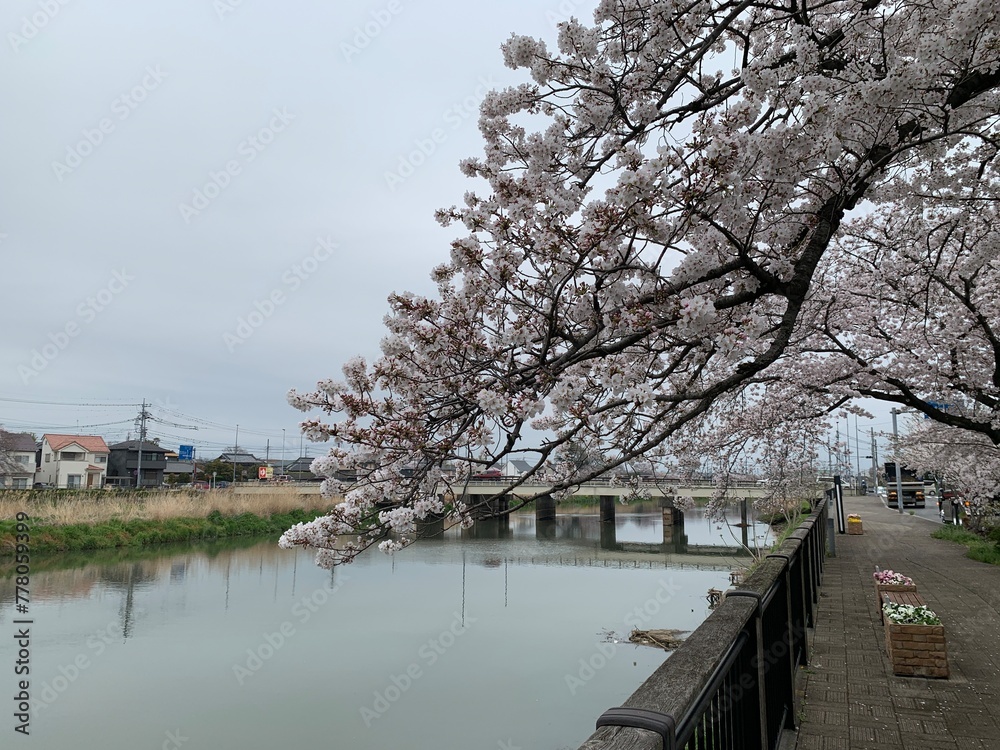 古利根川の桜景色