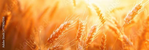 Sunshine reflects on a golden wheat field background