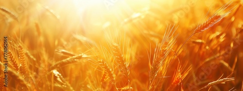 Sunshine reflects on a golden wheat field background