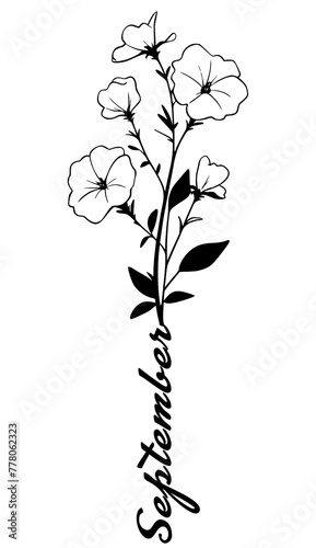 September birth month flowers line art vector illustrations: aster and morning glory, Hand-drawn black ink sketch-style vector drawings for wall art, jewellery, tattoos, and logo designs.