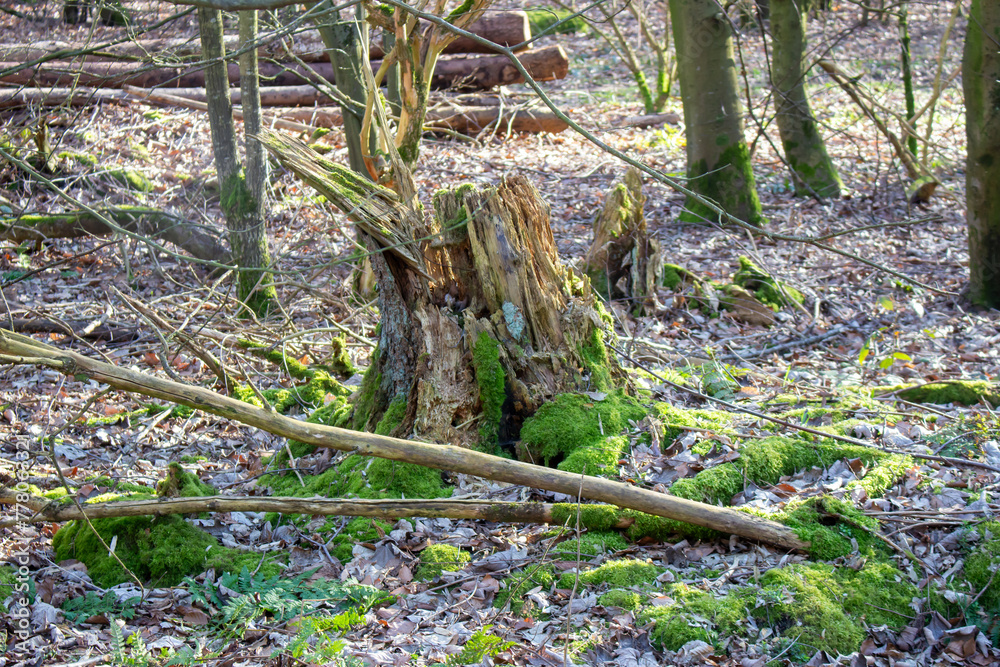 Beautiful green moss growing on a tree Beautiful green moss growing on a tree