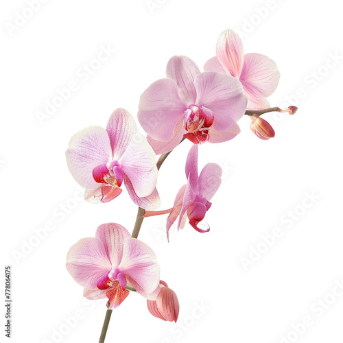 Three pink flowers on a stem
