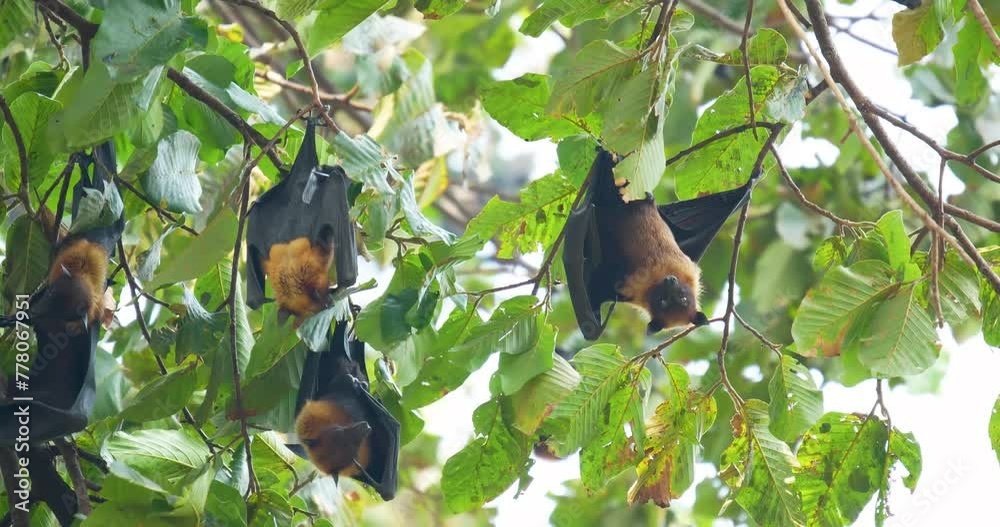 Fruit bats hanging upside down on a branch (Lyle's flying fox or ...