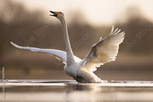 Whooper swans łabędzie krzykliwe photo