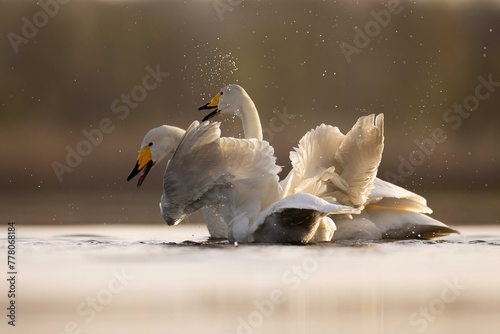 Whooper swans łabędzie krzykliwe photo