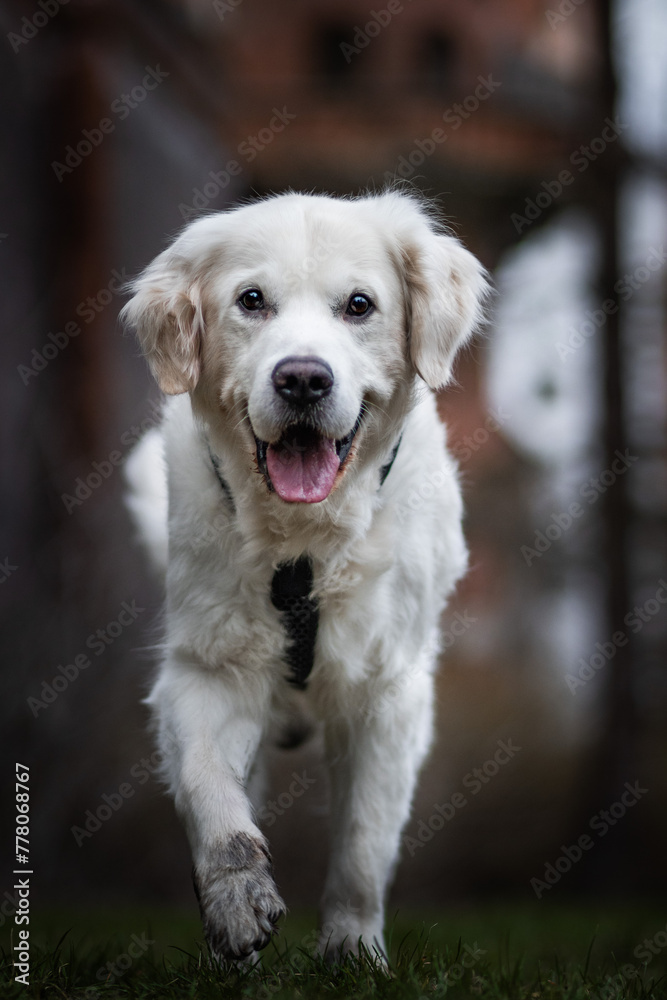 Golden retirever Golden retirever