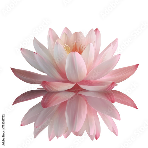 A close up of a pink flower with a Transparent Background