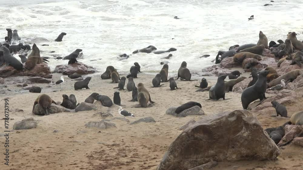 Seal colony on the ocean shore. Aquatic animals. Wildlife. Beach with mammal animal. Nature. Sealions. Seal colony on the ocean shore. Aquatic animals. Wildlife. Beach with mammal animal. Nature. Sealions.