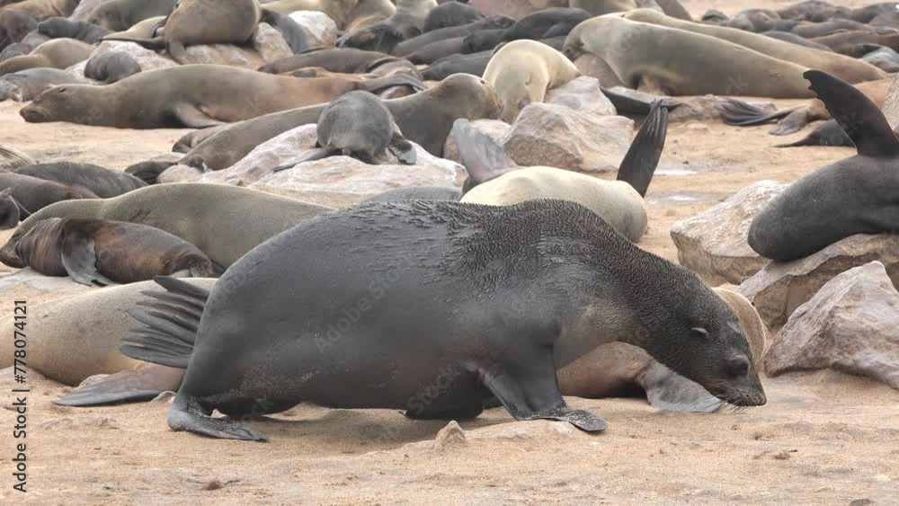 Seal colony on the ocean shore. Aquatic animals. Wildlife. Beach with mammal animal. Nature. Sealions. Seal colony on the ocean shore. Aquatic animals. Wildlife. Beach with mammal animal. Nature. Sealions.