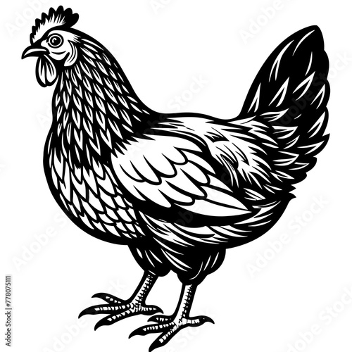  chicken vector illustration

