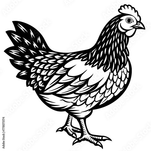  chicken vector illustration
