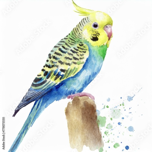 Namalowana papużka falista ilustracja