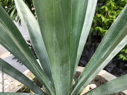 aloe vera plant in garden photo