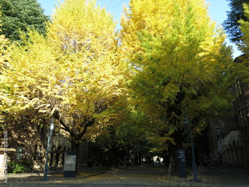 黄葉が美しい東京大学の銀杏並木（本郷キャンパスの正門から安田講堂方向を撮影）