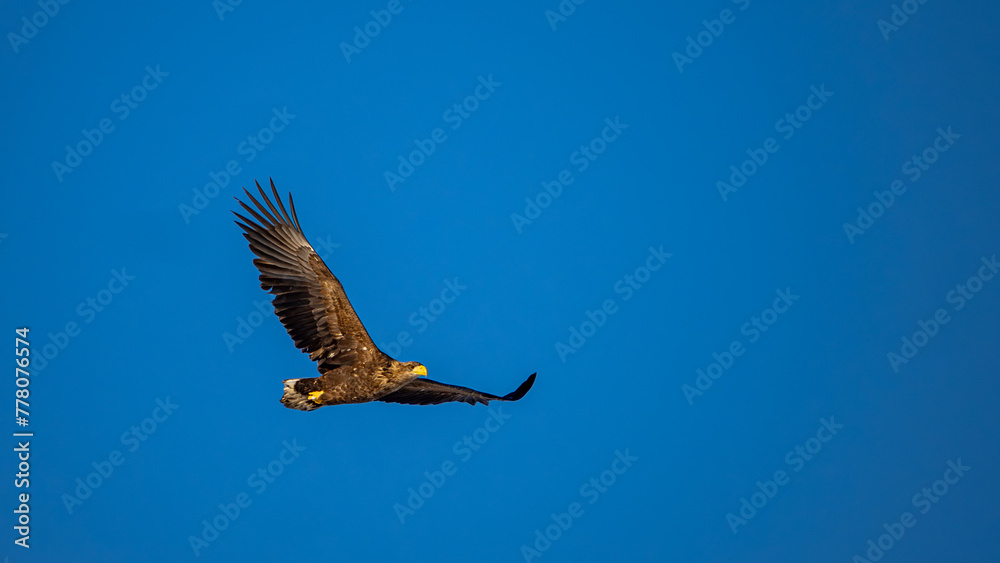 Obraz premium white-tailed eagle in flight
