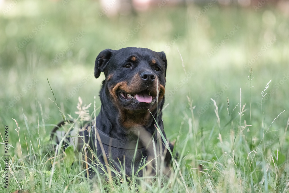 Portrait of a beautiful purebred Rottweiler in a summer park. Portrait of a beautiful purebred Rottweiler in a summer park.