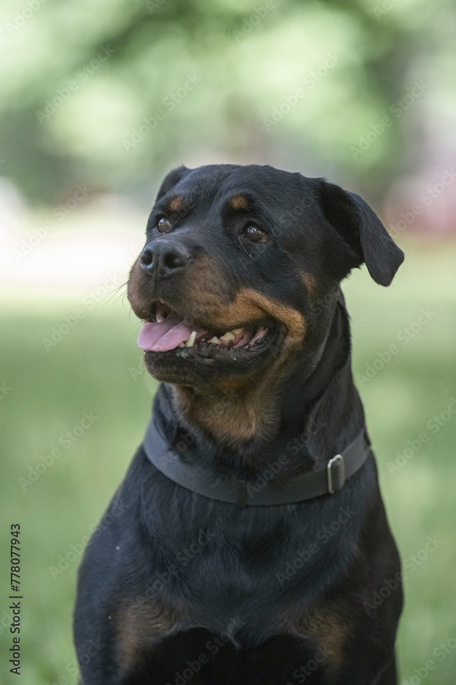 Portrait of a beautiful purebred Rottweiler in a summer park.